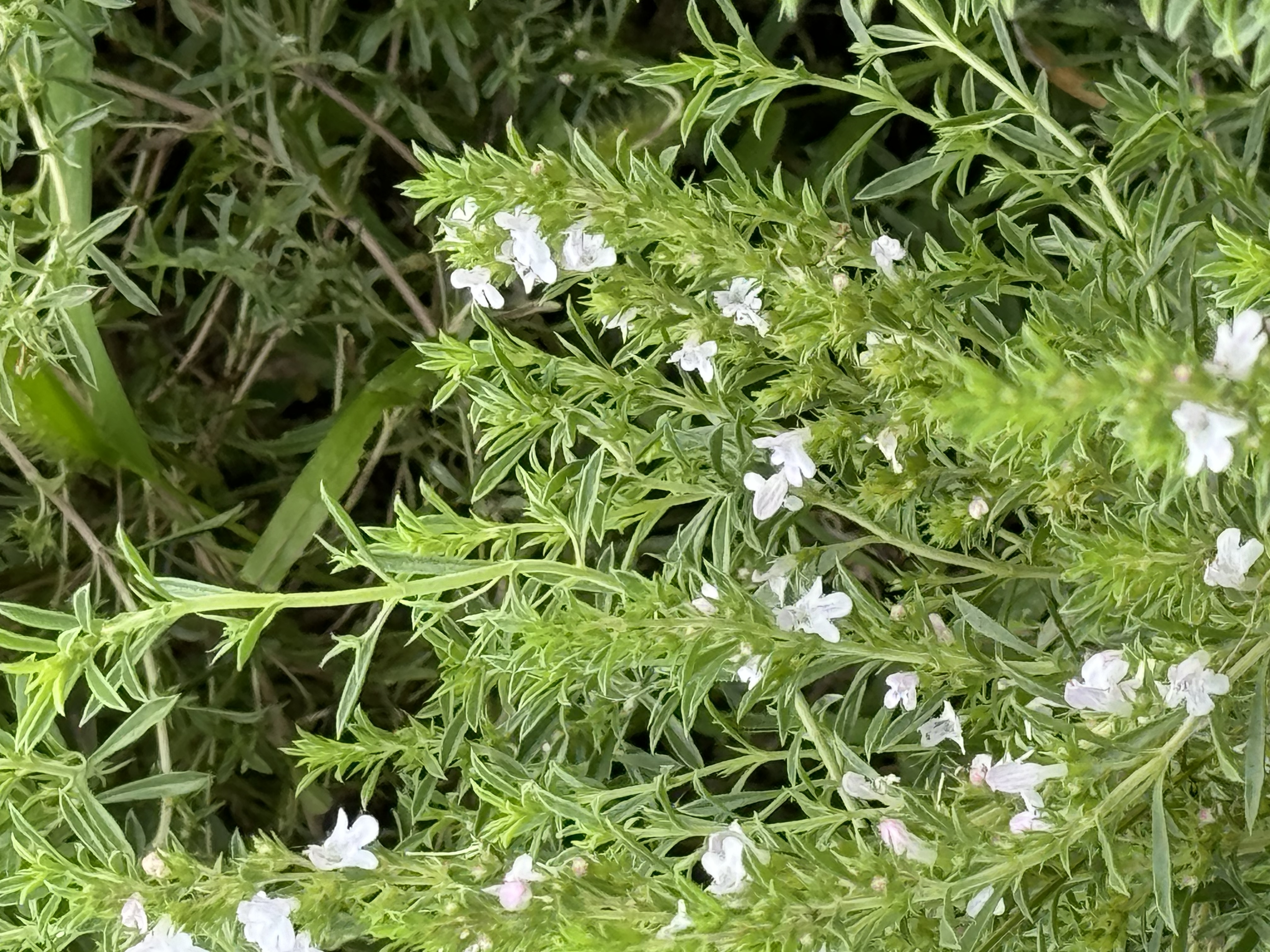 Plant Image